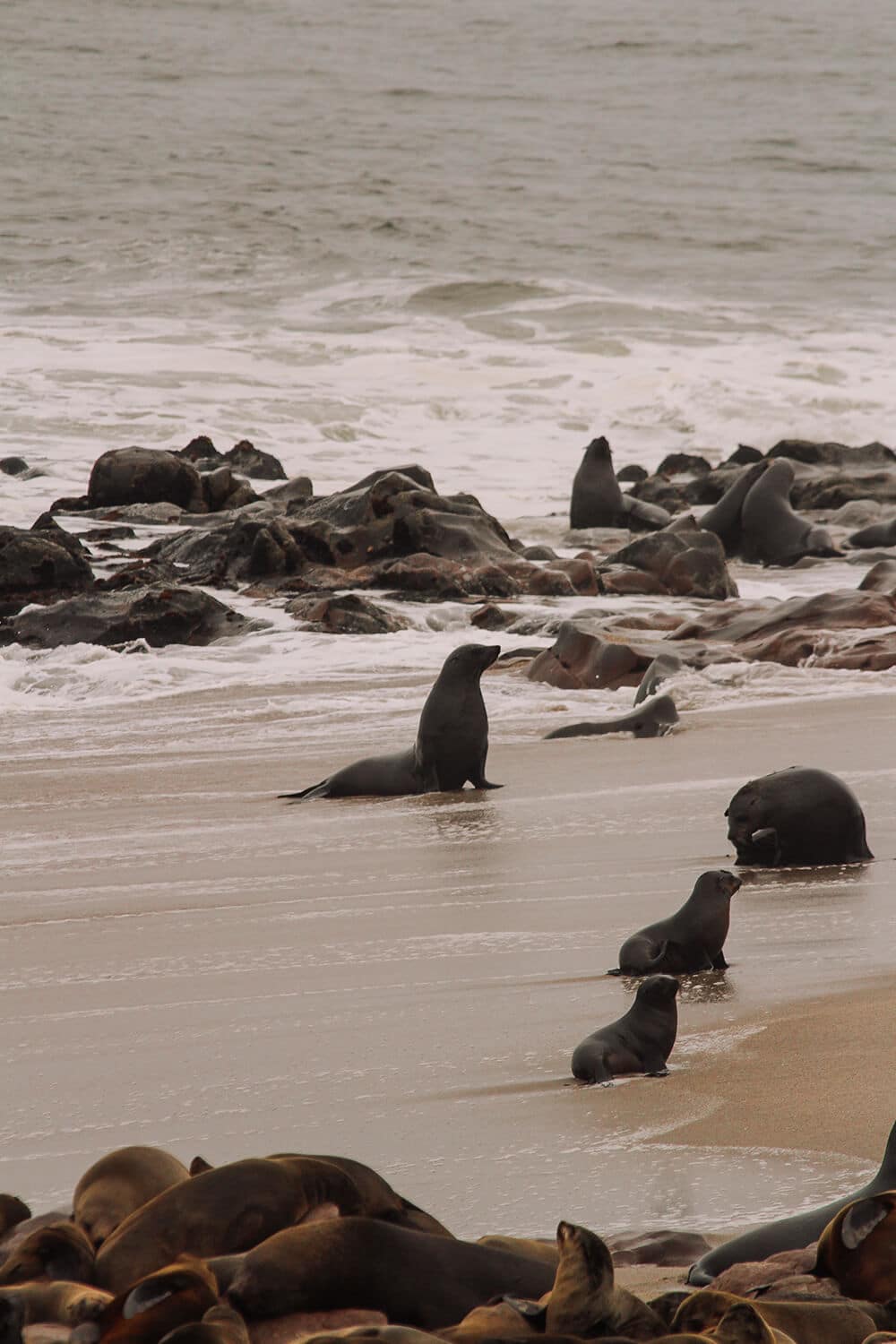 Cape Cross, Namibia Robben am Strand von Cape Cross, Namibia