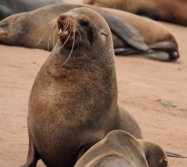 Robbenbulle am Cape Cross, Namibia