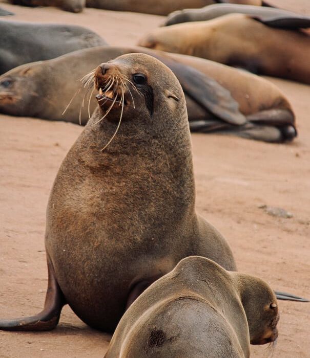Robbenbulle am Cape Cross, Namibia