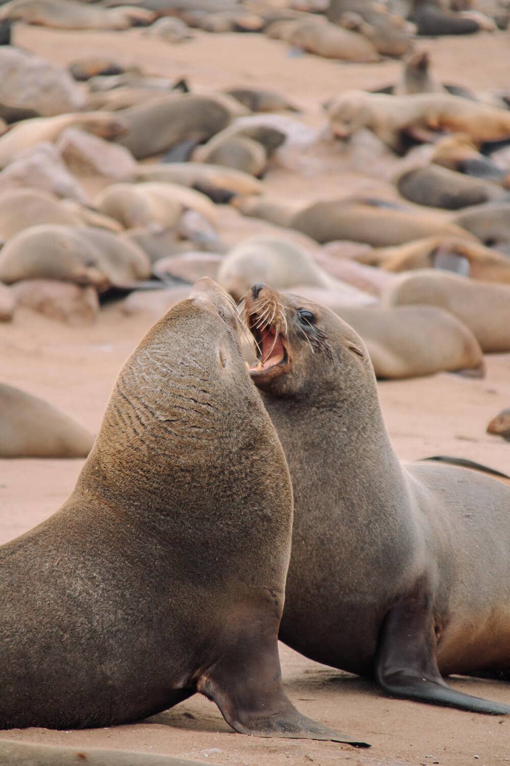 Cape Cross, Namibia Kämpfende Robbenbullen am Cape Cross, Namibia
