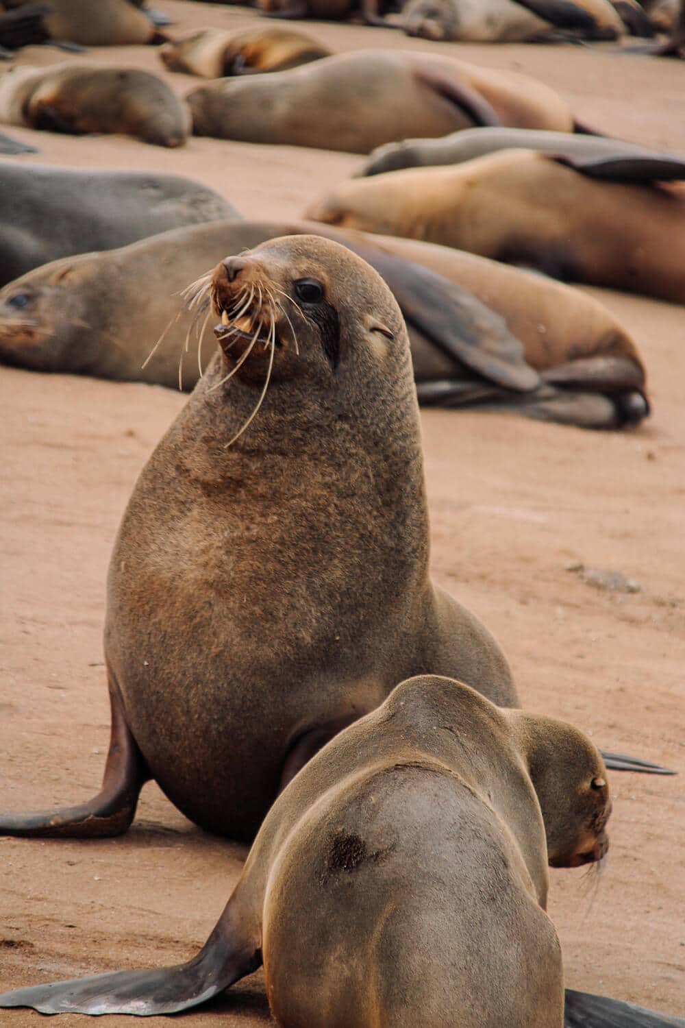 Cape Cross, Namibia Robbenbulle in Cape Cross in Namibia