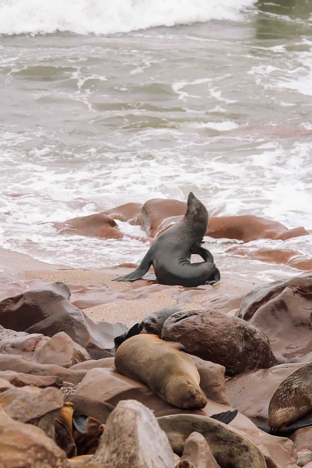 Cape Cross, Namibia Robbe am Wasser am Strand von Cape Cross, Namibia