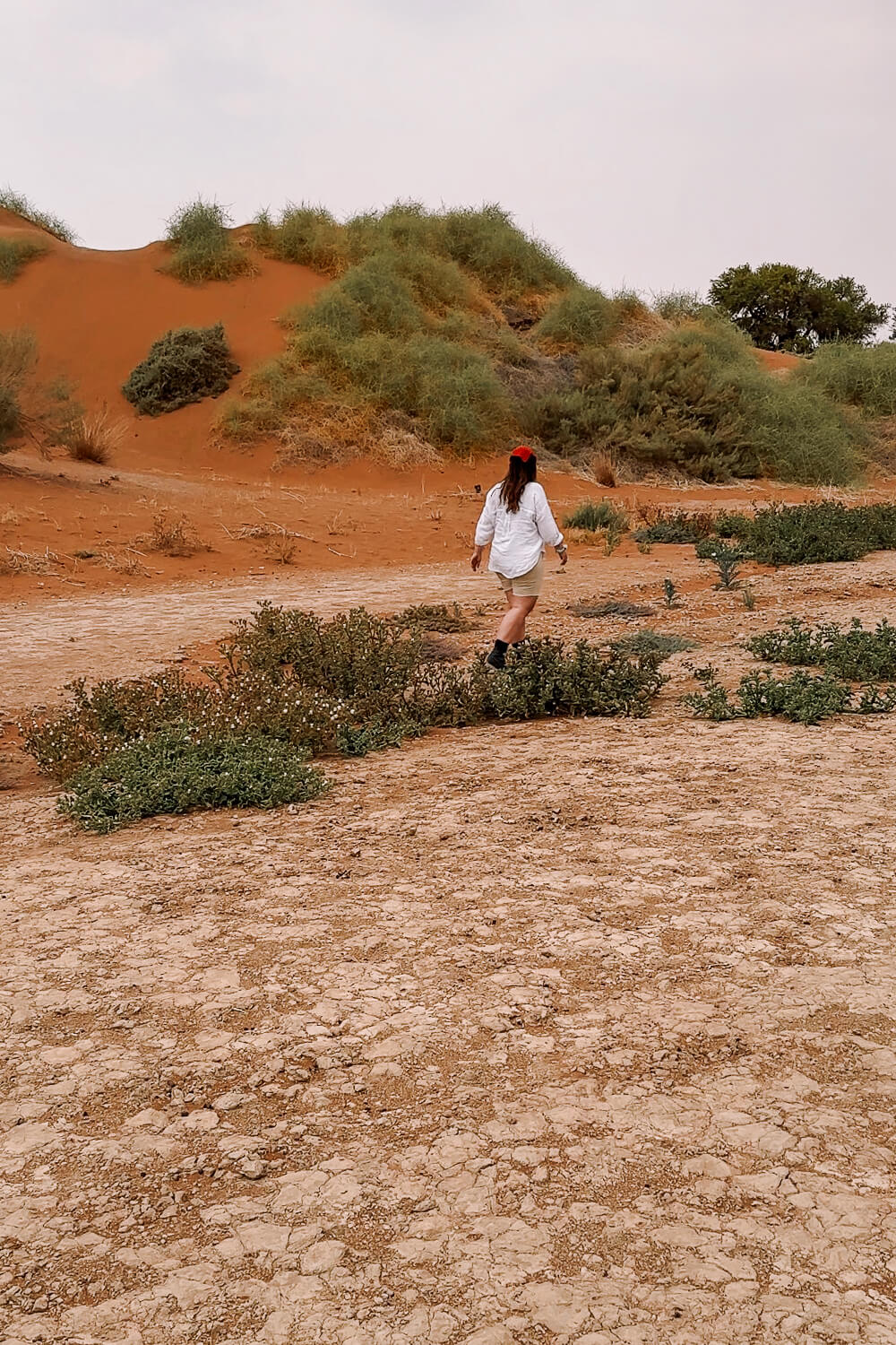 Pflanzen in Sossusvlei in Namibia
