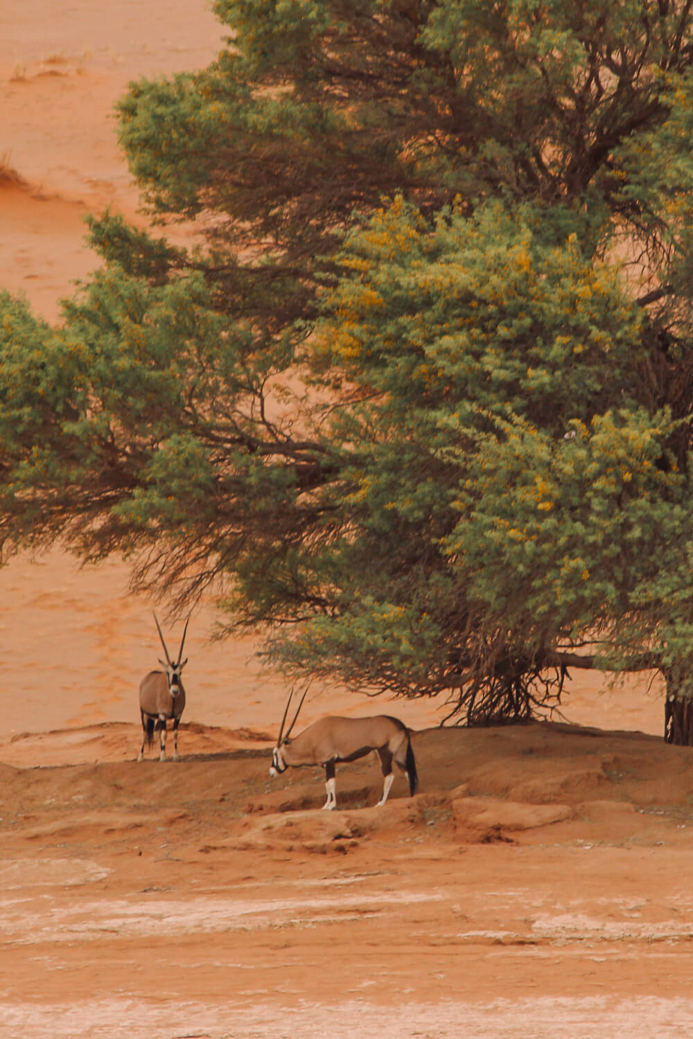 Onyx unter Bäuen in Sossusvlei in Namibia